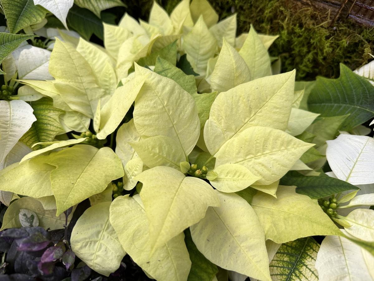 A light lime green colored poinsettia