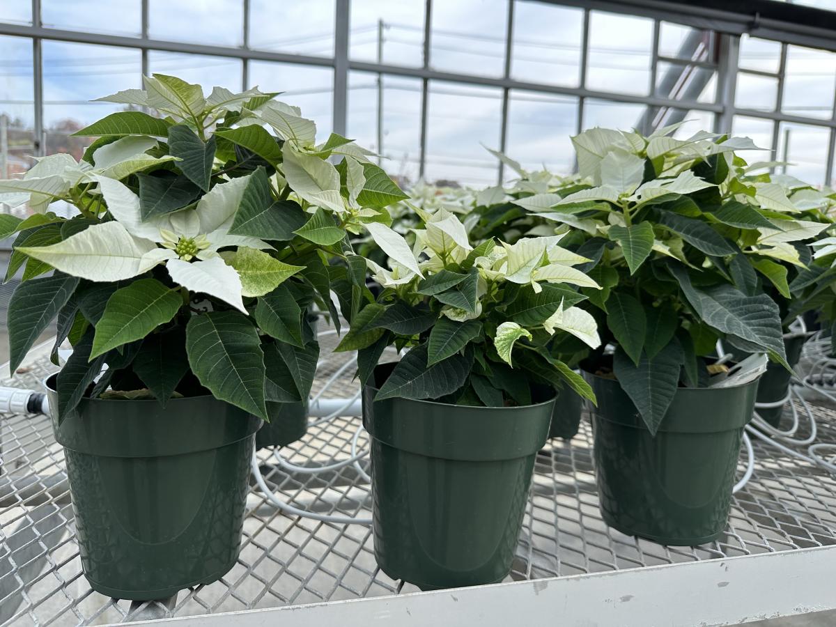 A larger poinsettia sits beside a smaller one on a bench