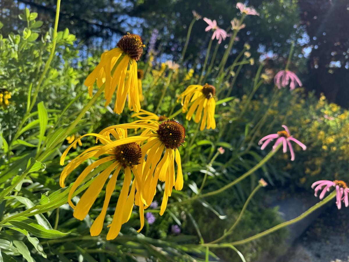 multiple yellow and pink coneflowers, with petals 2 and 3 inches long around a brown central cone